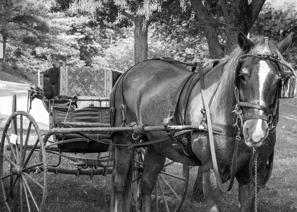 Black-and-white image of a horse harnessed to a traditional open carriage, with bridle, chains, and wheels visible; trees and foliage in the background suggest a rural outdoor setting.