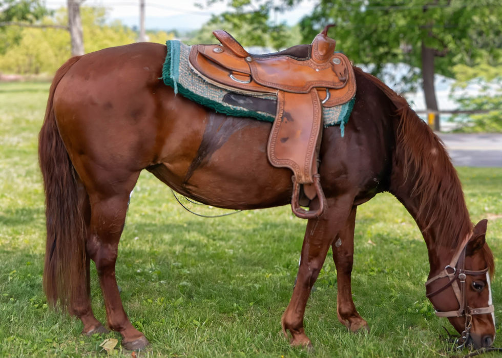 Brown horse with saddle and green padding grazing on grass, with trees and a fence in the background in a calm outdoor setting.