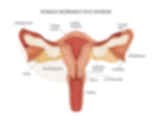 Vaginal Rejuvenation (O-Shot) in Scottsd