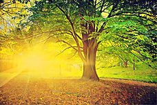 A3C95718-63A1-4C53-A15B-55829272F9DF.jpe