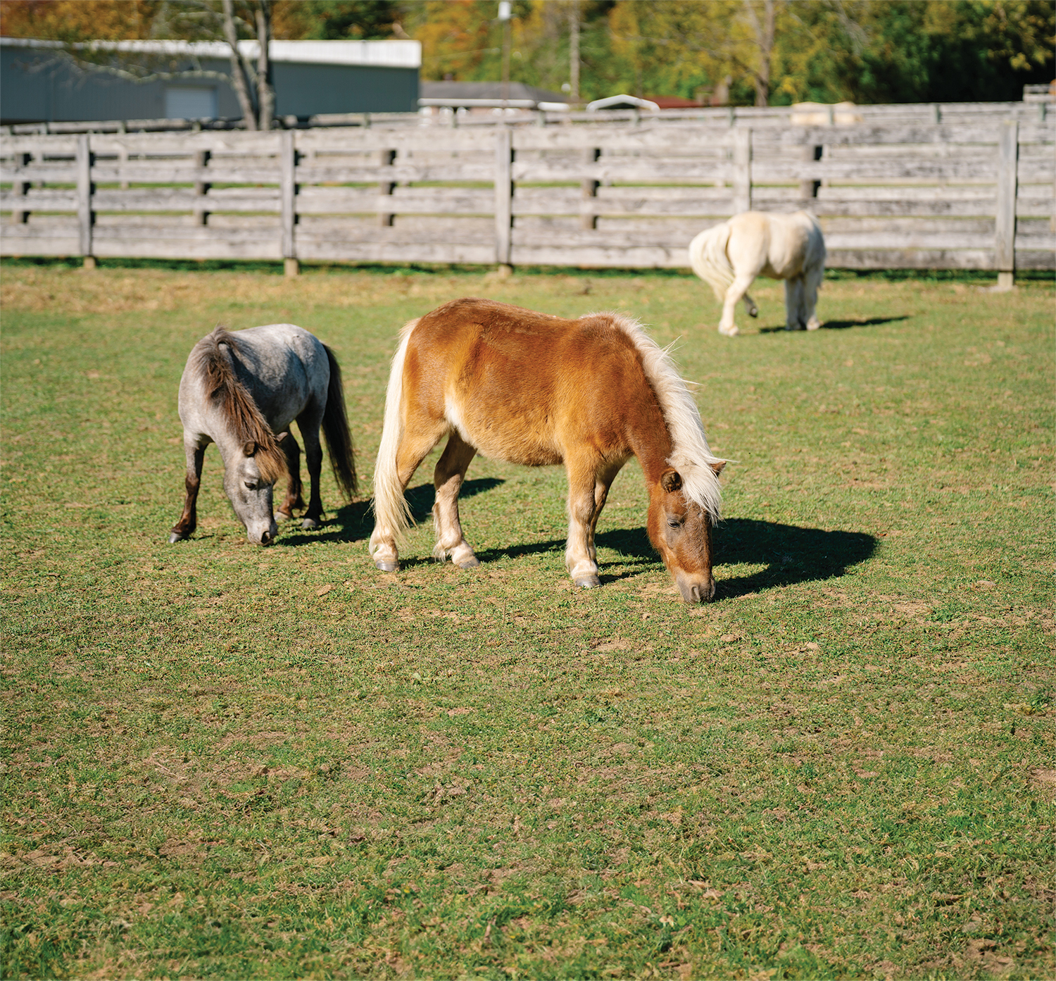 Cincinnati Therapeutic Riding gallery image 5