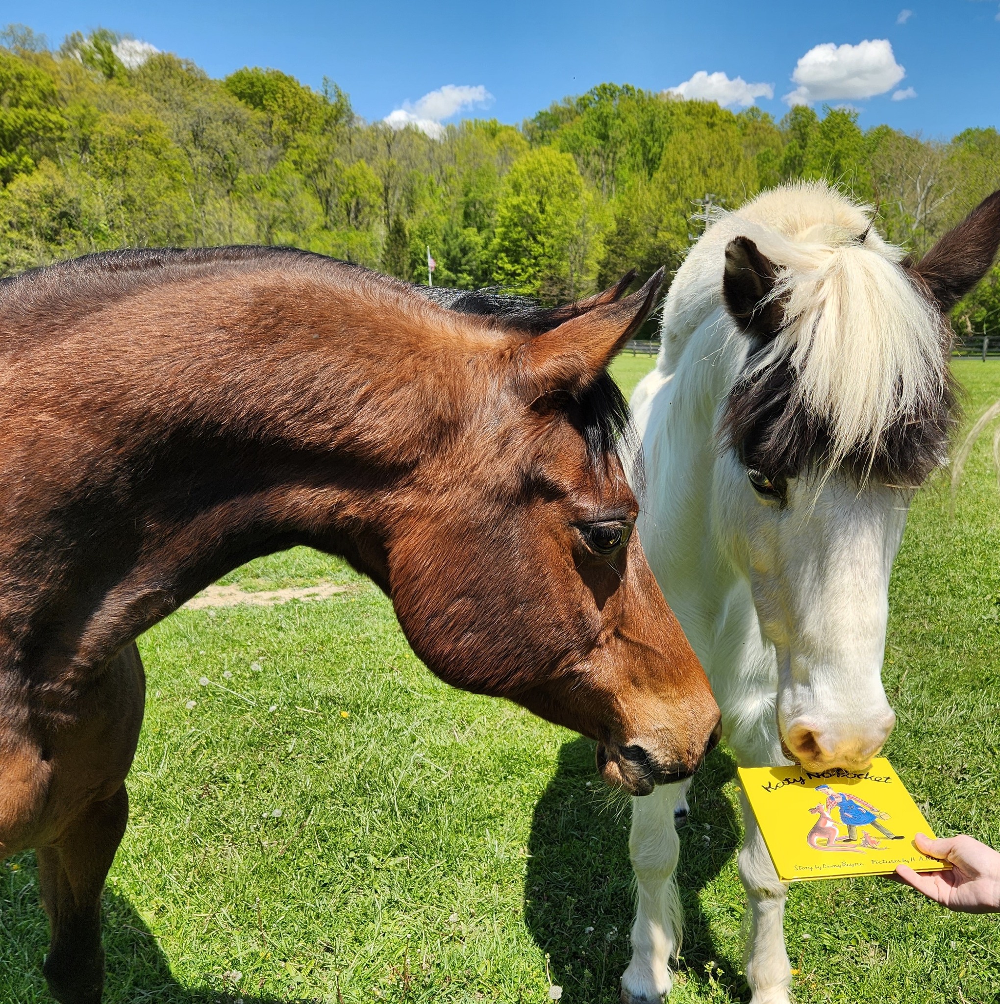 Cincinnati Therapeutic Riding gallery image 6