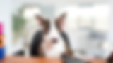 Site Web Blogueur Bio Lien Pastel Violet Noir Jaune (5).png