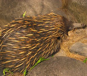 Echidna, Carnarvon Gorge