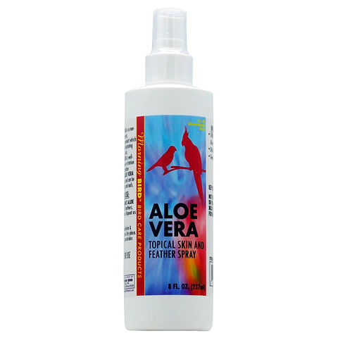 pflanze hnlich wie aloe vera Aloe Vera, XXL  toskanagartenshop