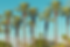 Palm trees and blue summer skies.