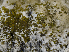 Mold Illness & The Lymphatic System (CIRS): Why You Should Take It Seriously