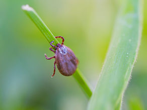 What the Research Says About Natural Antimicrobials for Lyme, Bartonella, and Babesia — And What I've Learned Living It