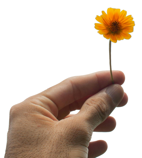Masculine hand holding a gold flower up 