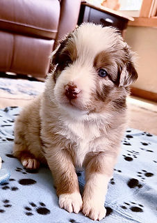Red Merle male 3_edited.jpg