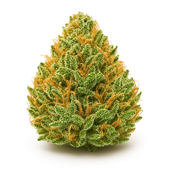 Strain 6 - Orange.png