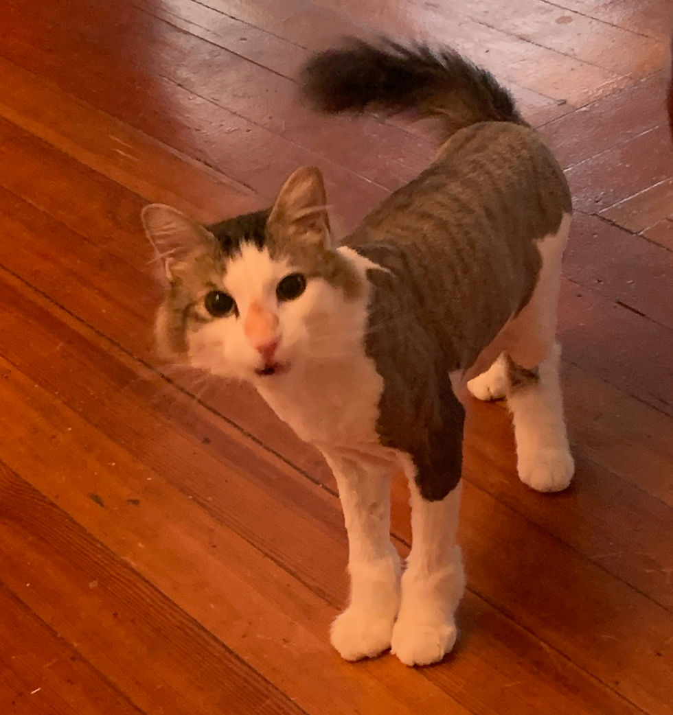 Gallery House Call Cat Grooming And Spa Boston