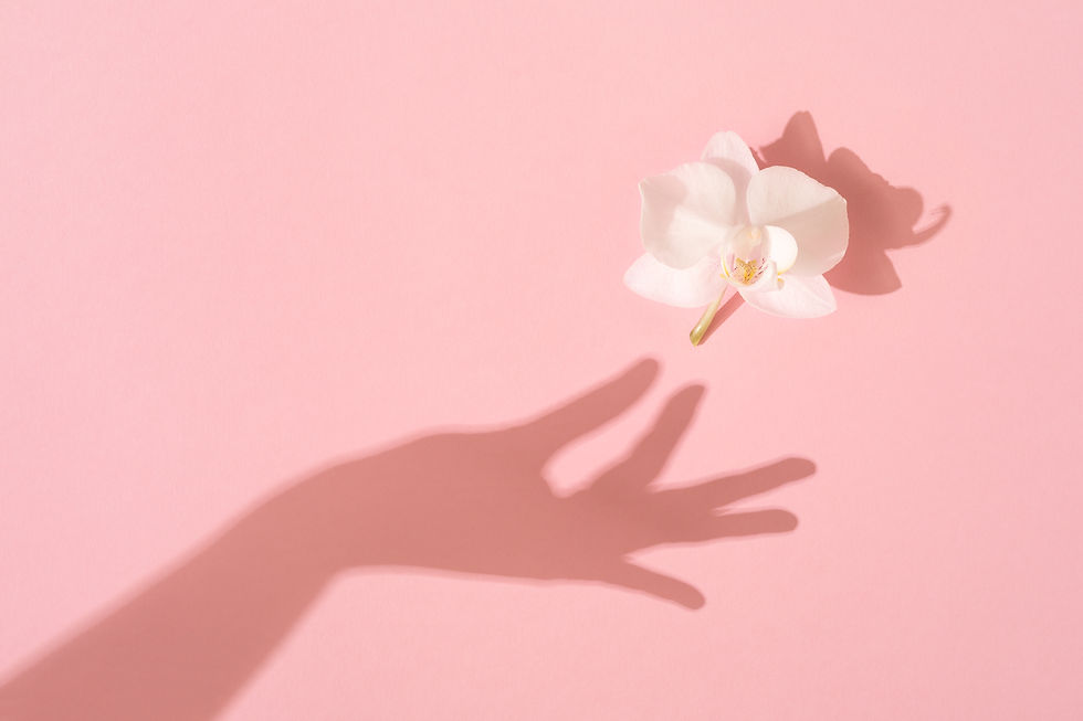 Shadow of female hand takes a white Orchid flower on pink background. Femininity concept.