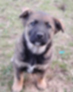 Lettie 8 weeks
