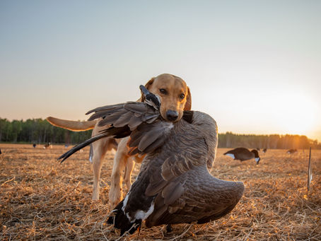 Duck Hunting: Best Shot Size and Shells Explained