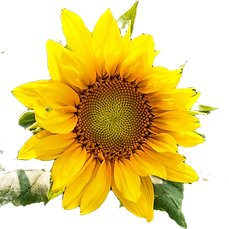 RG-Sunflower-1_edited.png