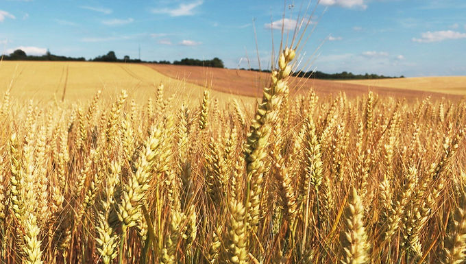 La nourriture sacrée