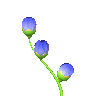 hana_7000.gif