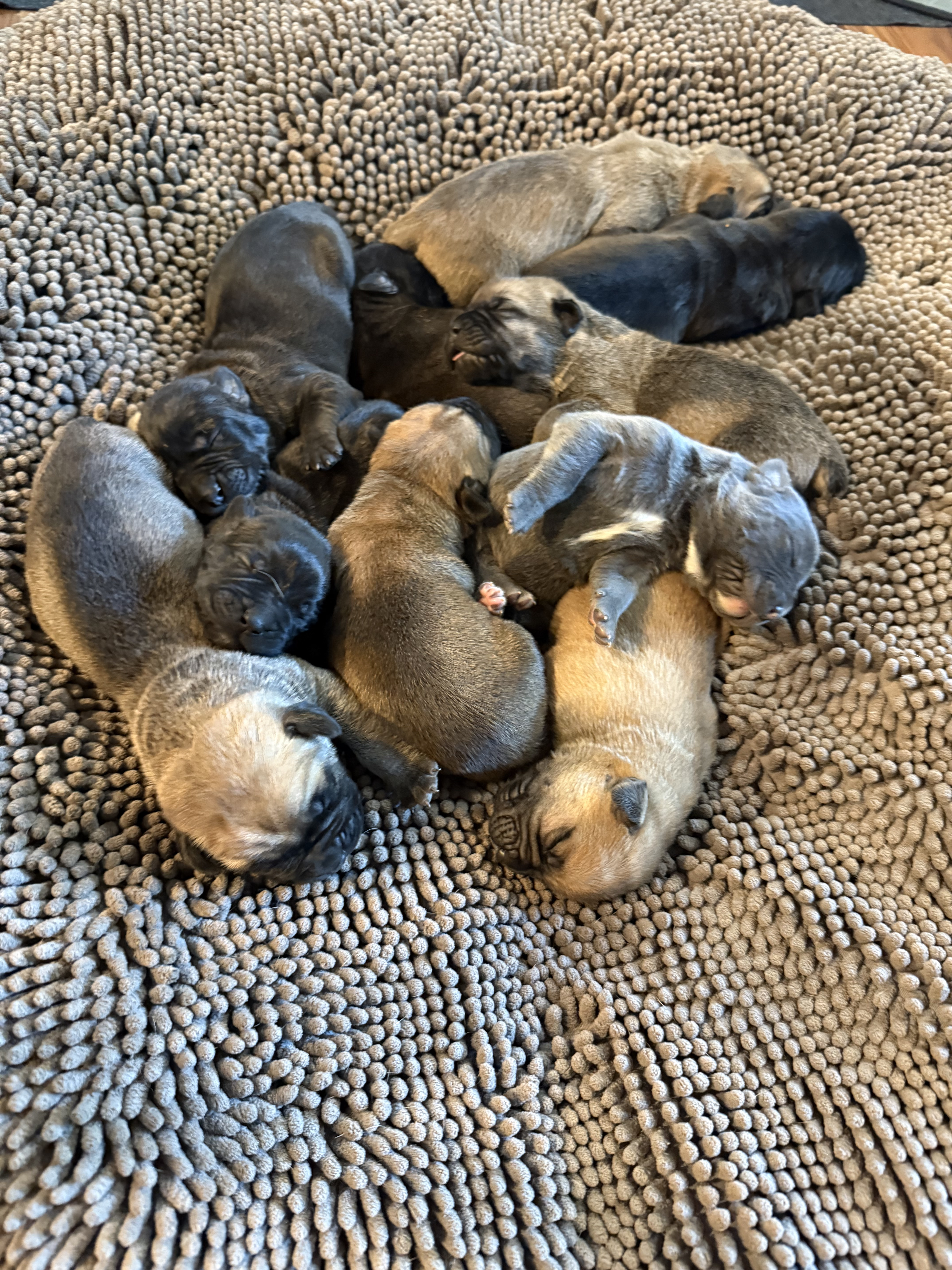 Our Cane Corso Puppies Are One Week Old