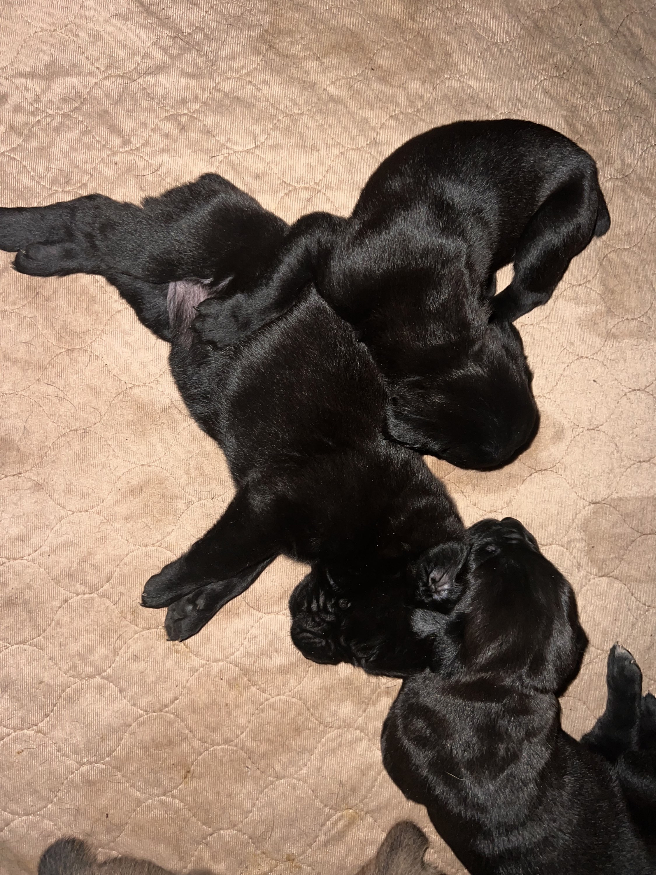 Writer: burleyscanecorsos