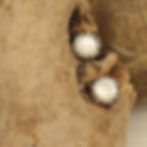 Boucles rondes nacre blanche argent vieilli collection Âme Végétal de Dawa Création. Vue de face