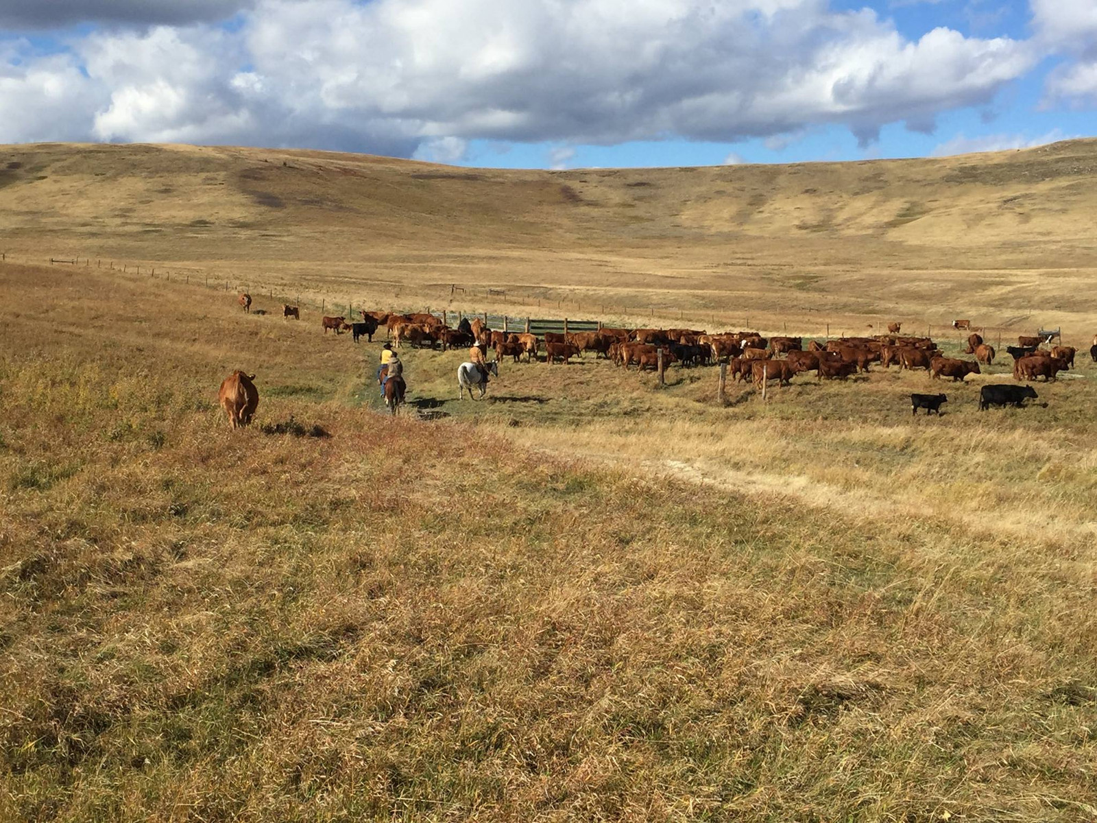 Working Cattle