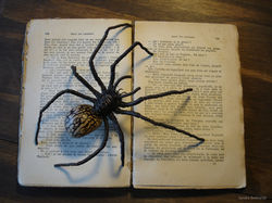 Araignée graine