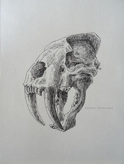 Crâne de smilodon 4