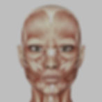 anatomical muscles of the face