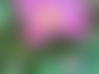 荷影心語:晨光中甦醒的堅貞