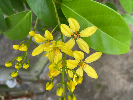 清秀佳人,靜靜綻放──記三星果藤的夏日書簡