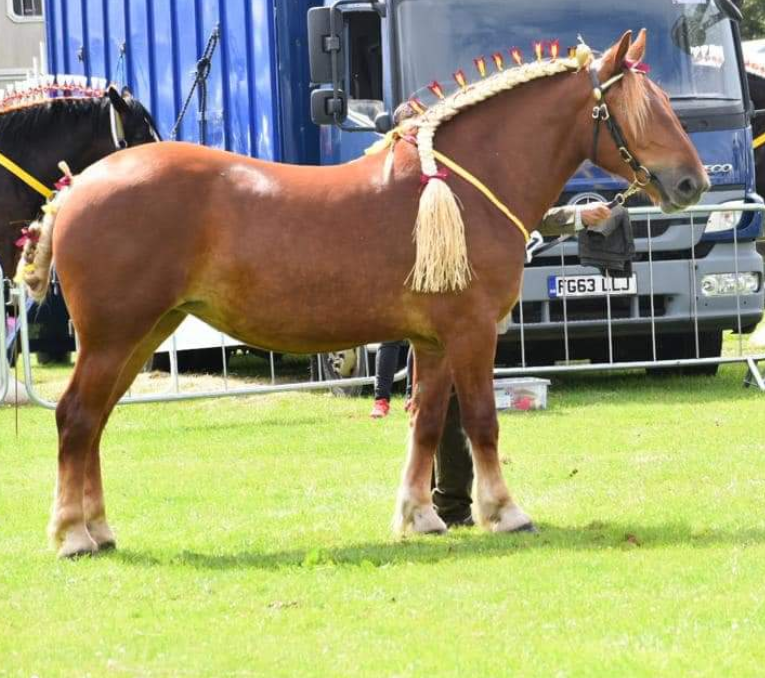 Thumbnail: Raffia Long length for Suffolk Manes