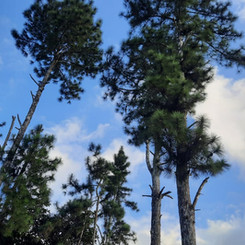 Pine Trees in Cerro Azul, Panama