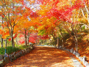 11월1일 가을단풍여행갑니다🍂