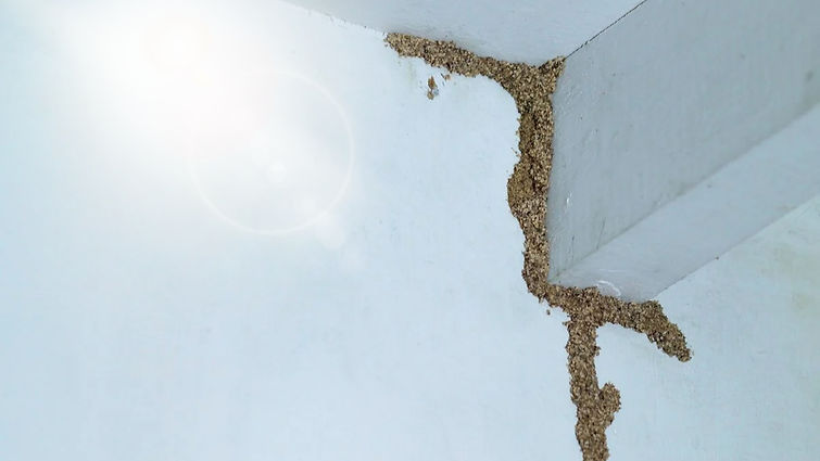 TERMITE INSPECTIONS SYDNEY INNER WEST TREATMENTS