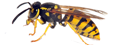 european wasp nest WASP TREATMENT