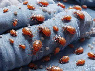 Does Sydney have bed bugs? YES