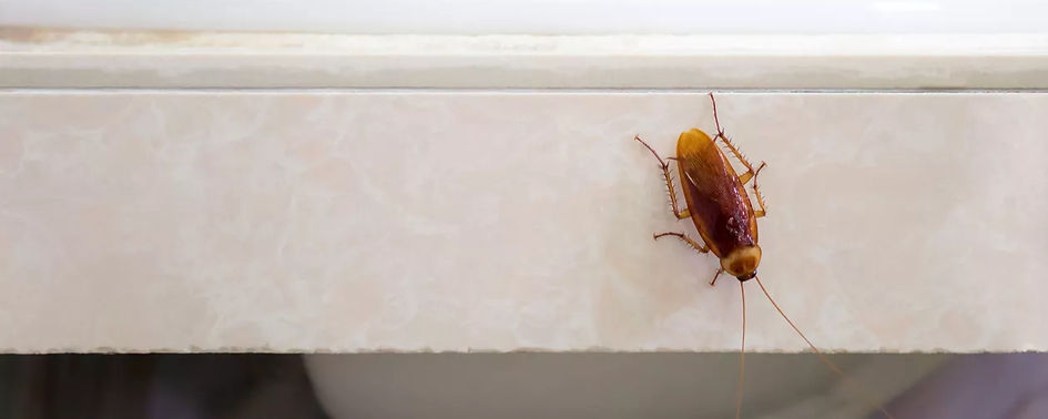cockroach on kitchen ledge
