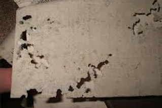 silverfish damage