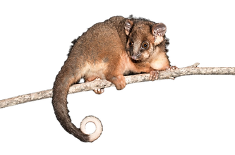 sydney pest control