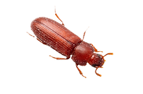 pantry pests
