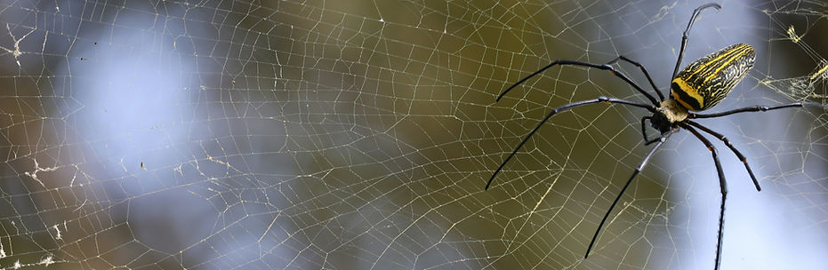 sydney spider infestation