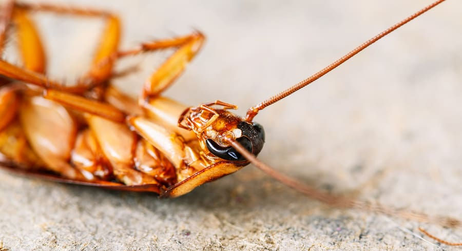 strata pest control, unit pest control, apartment pest control, sydney pest control, sydney best pest control, residential pest treatment, inner west pest control