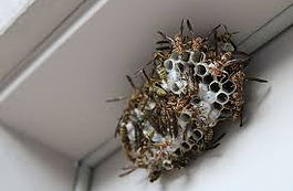 RESIDENTIAL PEST TREATMENT