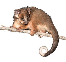 possums sydney treatment