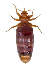 BED BUG INFESTATION