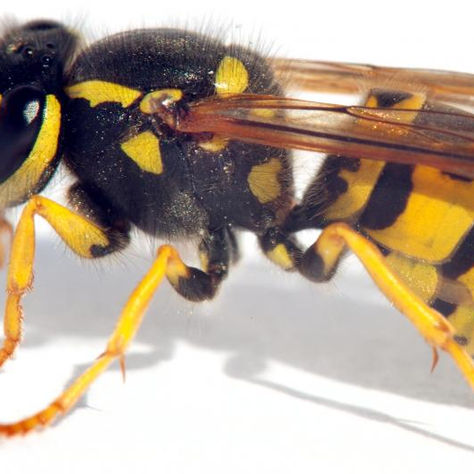 Bee or a Wasp? Whats the difference? 
