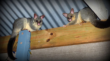 inner west possum control
