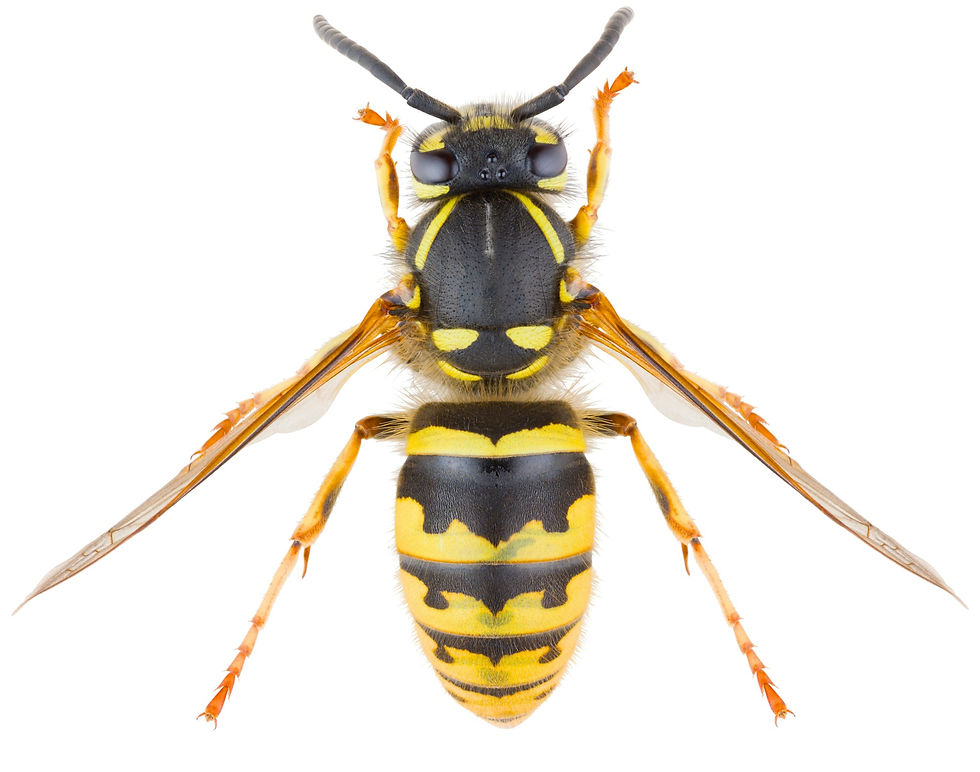 bees, wasps, wasp nest, bee hive, bee nest, pest control sydney, pest treatment sydney, residential pest control, commercial pest control