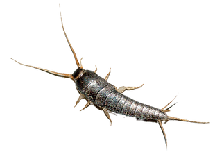 SILVERFISH sydney